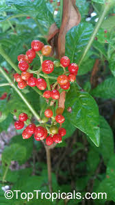 Image result for Psychotria vogeliana