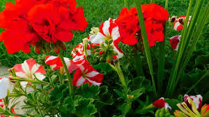 We will ensure swift and easy delivery of. 25 Best Summer Flowers In India Summer Flowers