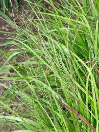 Image result for Eragrostis porosa