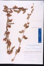 Image result for Waltheria indica