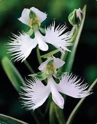 Image result for Habenaria silvatica