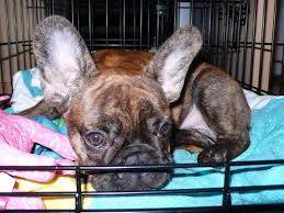 Discover why your puppy is crying or barking. French Bulldog Puppy In A Crate In 2020 Bulldog Puppy Training Crate Training Puppy Puppies