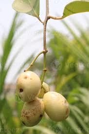 Image result for Syzygium jambos