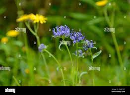 Image result for Satyrium orbiculare