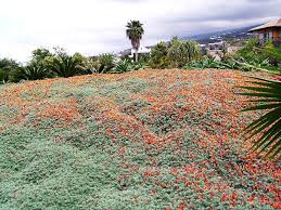 Image result for Lotus berthelotii