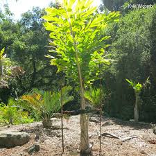 Image result for Caryota