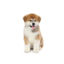 All at the tips of your fingers! Akita Puppies For Sale Breed Info Petland Bolingbrook Il
