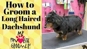 Regular grooming of wirehaired dachshunds is vital keep this dog's streamlined, dapper appearance. Grooming A Long Haired Dachshund Youtube