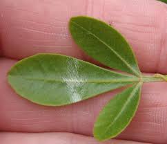 Image result for Searsia lucida