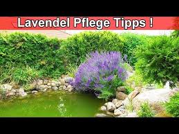 Lavendel Pflanzen Pflege Tipps Lavendel Richtig Pflegen Standort Schneiden Giessen Dungen Youtube Lavendel Pflanzen Pflanzen Pflege Lavendel