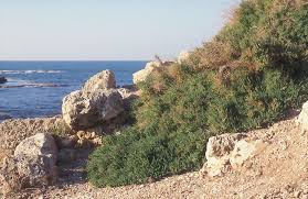 Image result for Suaeda sp. B