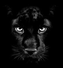 Panther Panther Cat Black Panther Tattoo Panther