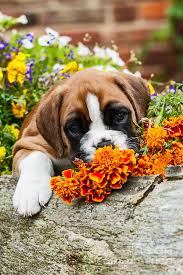 Image result for puppy with flowers