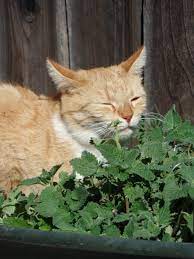 Catnip And Your Cat What It Is What It Does And Why It Doesn T Affect All Cats