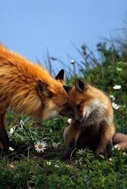 Johnny S Blog Animals Friendship Cute Animals Animals Beautiful