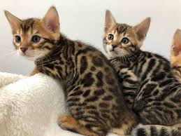 This is a lot of cat! Bengal Kittens Personality Origins And Breed Mew Town