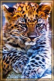 Cool ziege bilder cool ziegebild und foto tier bilder. Tier Wallpaper