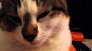 Snoring is the term used to refer to the audible aspect of noisy breathing when asleep, whether that be in a human or an animal. Cat Snores While Awake Youtube