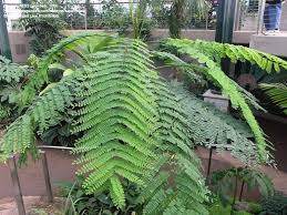 Image result for Schizolobium parahyba