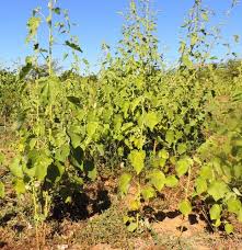 Image result for Hibiscus panduriformis