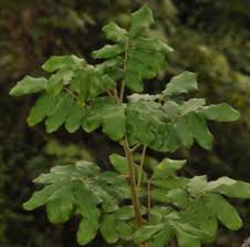 Image result for Trichilia