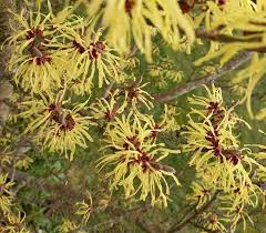 Image result for Hamamelis mollisi