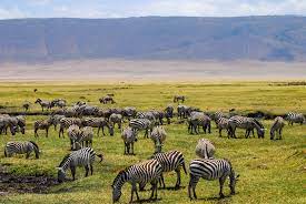 Grevy's zebras live in northern kenya and southern and eastern ethiopia. 10 Places Where Zebras Live In The Wild