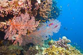 Beautiful coral rose with drops of dew and rain on the background of fantastic blue leaves. 10 Astounding Coral Reefs