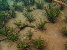 Image result for Ottelia