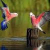 The white stork (ciconia ciconia) breeds in europe, southwestern asia, northwestern and southern africa. 3