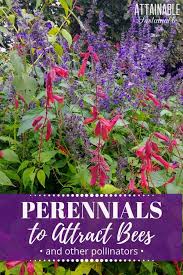 Raspberry wine monarda has berry red tubular flowers. Flowers That Attract Bees For The Best Pollinator Garden