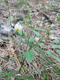 Image result for Solanum torreanum