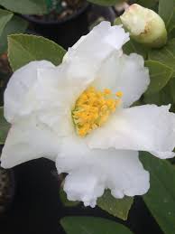 Camellia Sasanqua Setsugekka Xera Plants