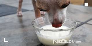 Kopekler Sut Icer Mi