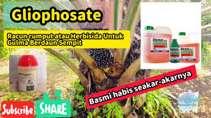 Rumput grinting (cynodondactylon) adalah jenis rumput yang memiliki kemampuan agak berlebihan dalam hal di indonesia dikenal dengan rumput grinting, rumput bermuda, suket grintingan(jawa). Herbisida Rumput Daun Sempit Herbisida Untuk Membunuh Rumput Teki