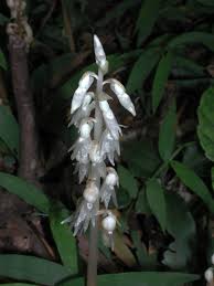 Image result for Epipogium roseum