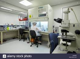 Enhance cell attachment & growth with thermo scientific nunc cell culture plastics. Researcher Seeding Mammalian Cells In A Cell Culture Room Equipped With Laminar Flow Hood Cell Culture Laboratory Unit Of Stock Photo Alamy