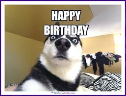 Happy Birthday Memes With Funny Cats Dogs And Animals Birthday Meme Dog Birthday Wishes Funny Happy Birthday Meme