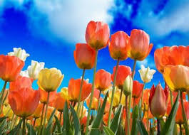 Wie ist es bei dir? Wann Beginnt Der Fruhling Familien Welt De