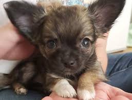 The teacup chihuahua (a.k.a micro chihuahua, mini chihuahua, and miniature chihuahua) is when getting a miniature chihuahua, make sure you're not encouraging these practices as they are. Mini Chihuahua Oder Normaler Chihuahua Hund