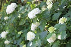 白いアジサイ 紫陽花 に似てるオオデマリ 大手毬 優しい雨