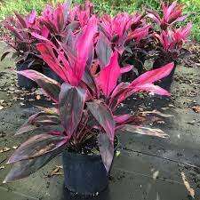 Pin By Mary Blake On J J Ti Plant Plants Backyard Plants