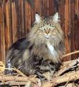 Norwegian Forest cat - Wikipedia