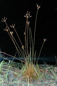 Image result for Bulbostylis densa