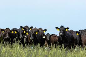 Angus Cattle Stock Photos - Download 3,969 Royalty Free Photos