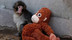 Going bananas for Punch? Here's the latest on the viral baby monkey