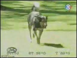 One Gif That Best Describes You ( No porn ones allowed ya pervs) - Page 3 -  Vintage Erotica Forums