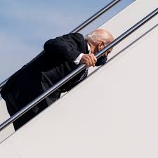 Image result for Bidens steppia