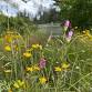 Building Ecosystem Resilience with Native Wildflowers event image