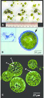 From wikipedia, the free encyclopedia valonia ventricosa, also known as bubble algae or sailor's eyeballs, is a species of alga found in oceans throughout the world in tropical and subtropical regions, within the phylum chlorophyta. A Ventricaria Ventricosa Cells As Used In Experiments On Download Scientific Diagram